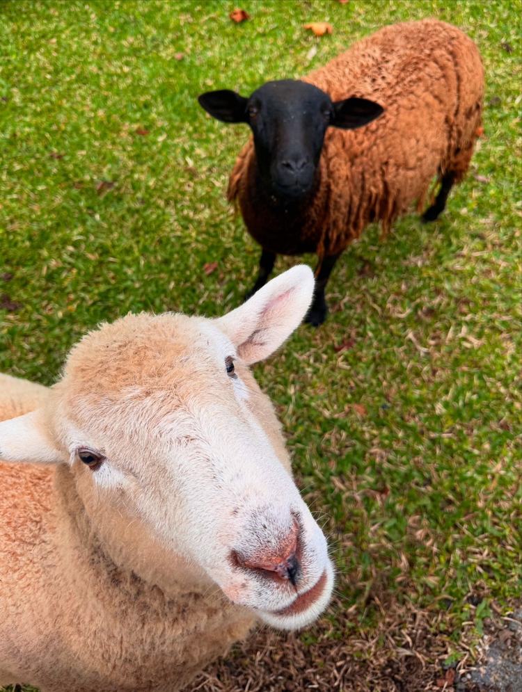 Duas ovelhas curiosas olhando pra câmera no gramado